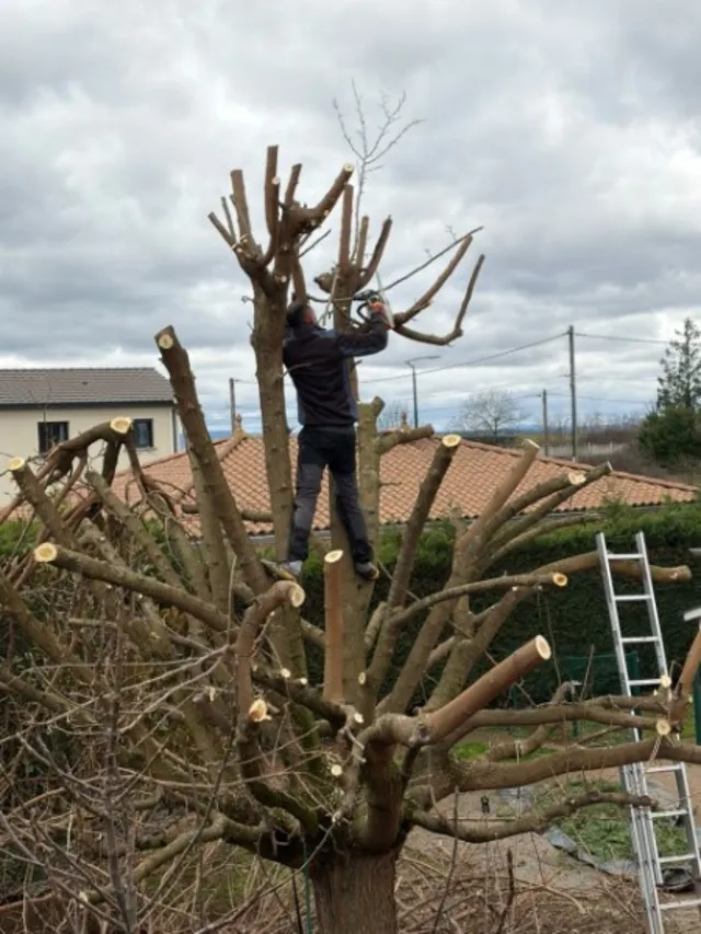 Élagage et taille d’arbre de jardin à Lyon + 40 km par Rhône Nature Service